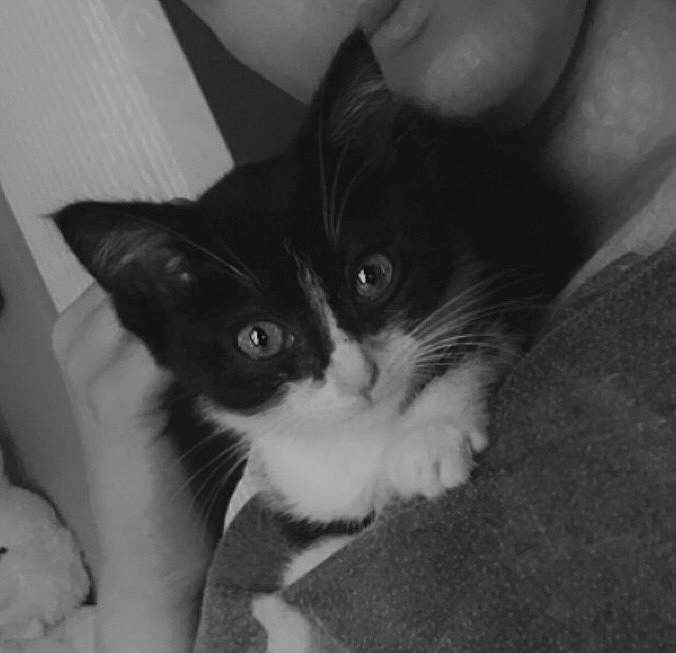 Saori a rejoint le concours — aidez-le/la à gagner de superbes lots ! black_and_white, black_cat, carnivore, cat, claw, comfort, domestic_short_haired_cat, ear, felidae, fur, iris, monochrome, monochrome_photography, nose, paw, small_to_medium_sized_cats, snout, style, tail, whiskers