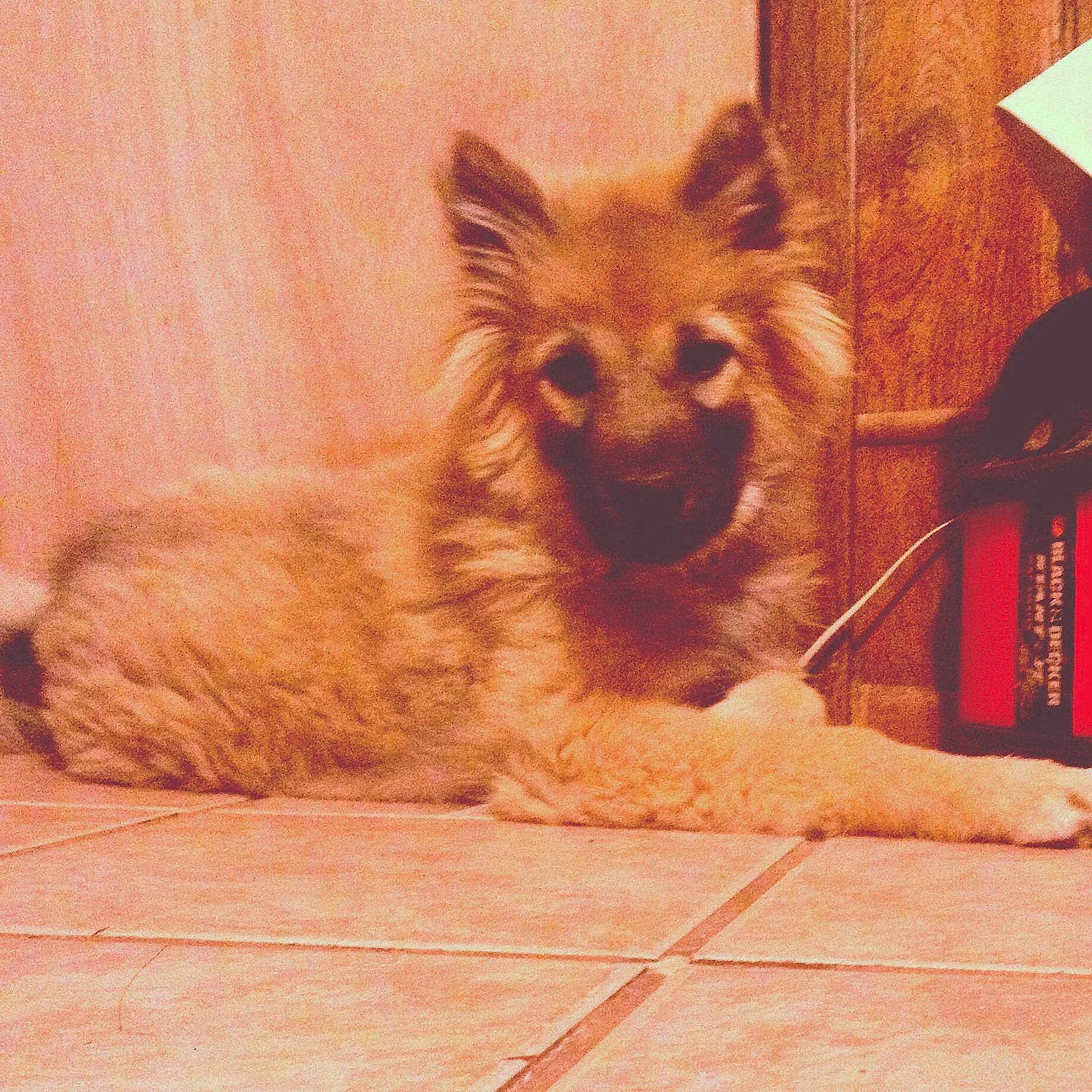 Grizzly