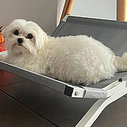 Umy participe au concours pour gagner de l'argent avec cette photo : animal, comfortable, cozy, curious_look, dog, domestic, floor, fur, household, indoor, modern_furniture, pet_bed, plush_toy, red_bed, relaxed, resting, side_view, small_dog, tile_floor, white_dog