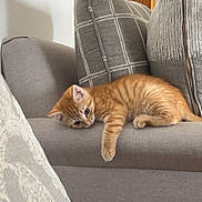 Donald is registered to the contest to win money with this photo: animal, cat, comfortable, couch, cozy, cute, domestic_cat, furniture, home, indoor, kitten, living_room, orange_tabby, pet, pillow, relaxing, resting, sleepy, soft, tabby