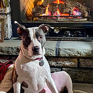 Pepper is registered to the contest to win money with this photo: dog, fireplace, fire, stone_hearth, cozy, indoor, pet, canine, relaxing, warm, fur, collar, sitting, brown_and_white, carpet, home, comfort, animal, mammal, domestic