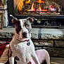 dog, fireplace, fire, stone_hearth, cozy, indoor, pet, canine, relaxing, warm, fur, collar, sitting, brown_and_white, carpet, home, comfort, animal, mammal, domestic