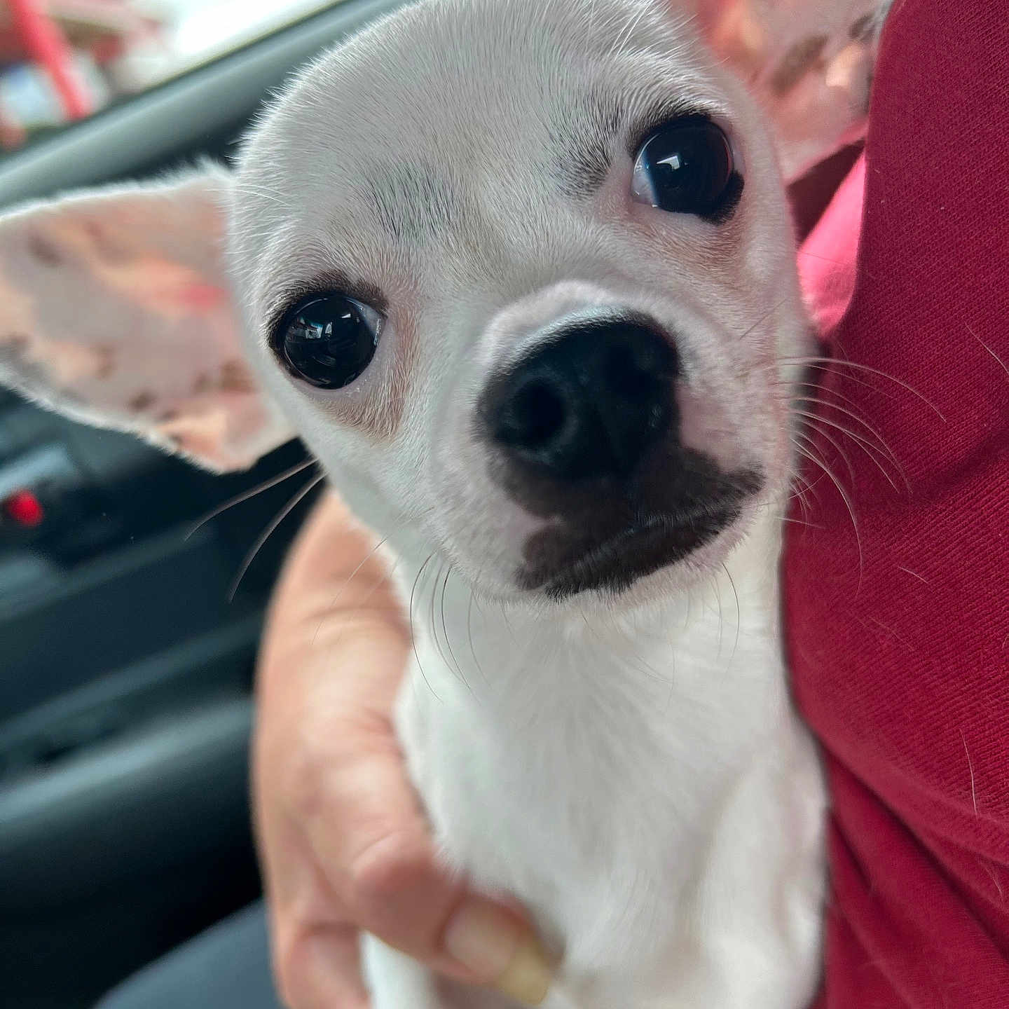 Milo joined the competition — help win amazing prizes! animal, canine, chihuahua, dog, hound, pet, puppy, snout, whitedog