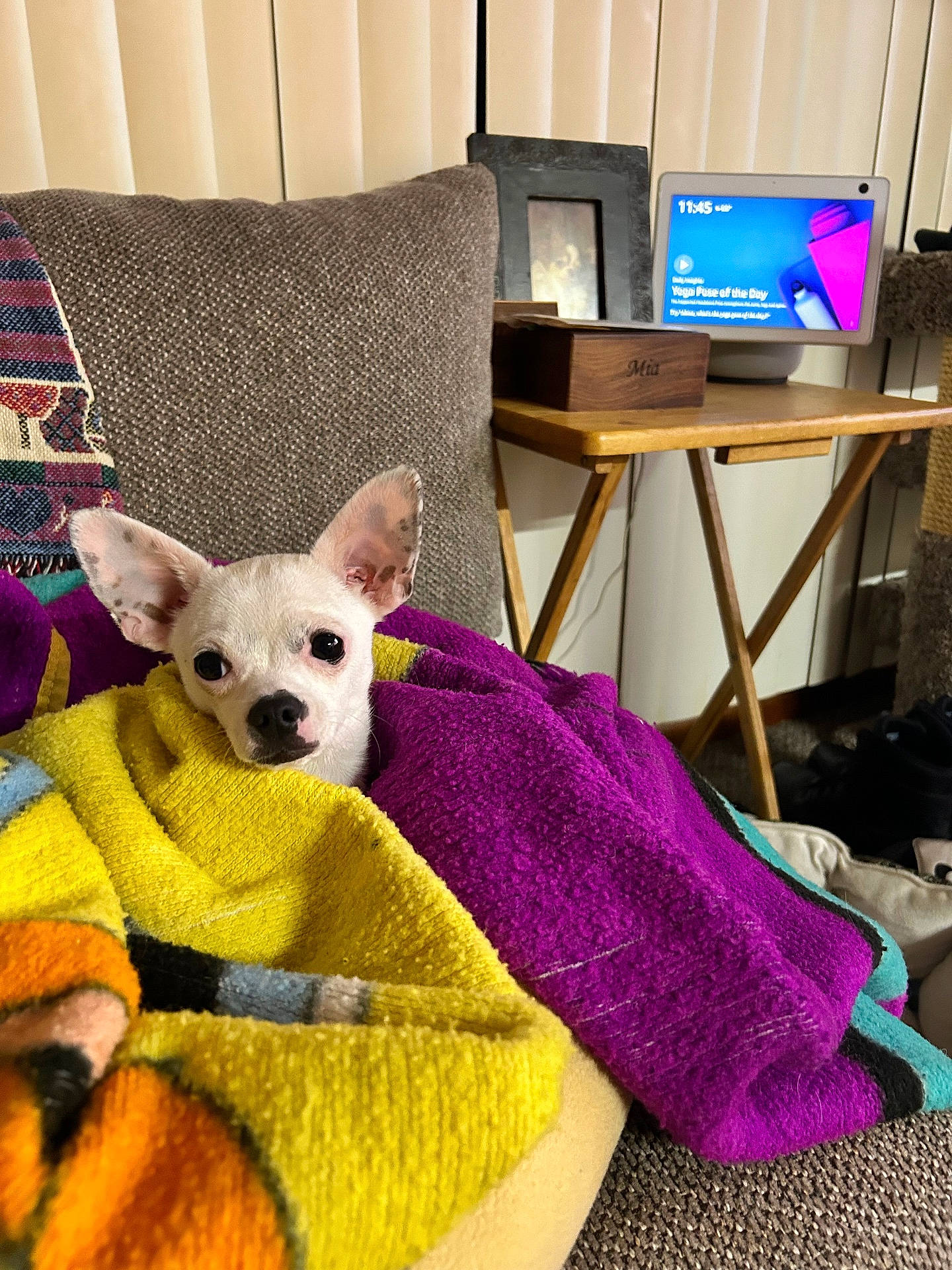 Milo joined the competition — help win amazing prizes! accessories, animal, bag, blanket, canine, computer, computerhardware, couch, dog, electronics, furniture, handbag, hardware, homedecor, laptop, monitor, pc, pet, screen, table