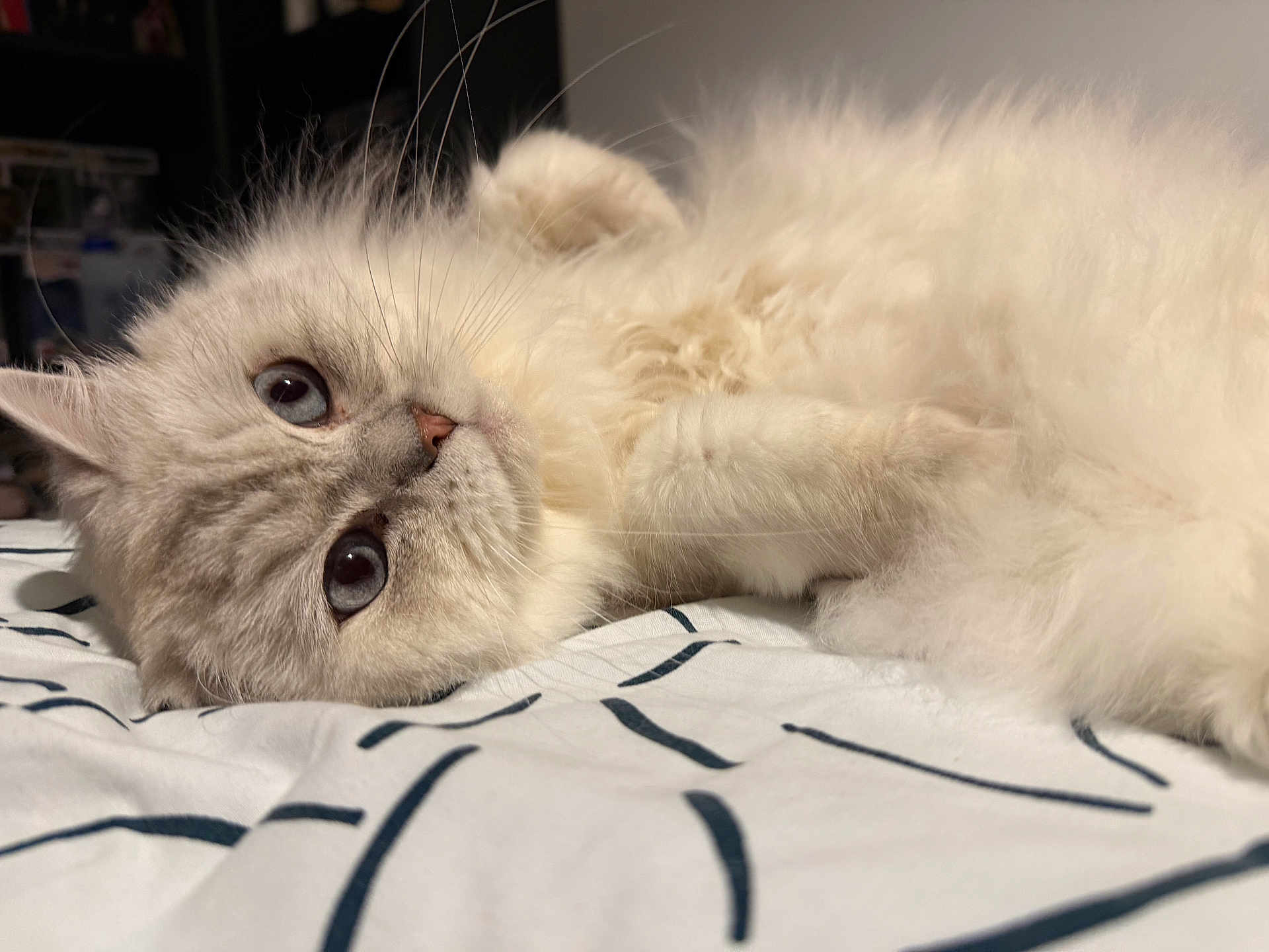 Angel participe au concours pour gagner de l'argent avec cette photo : cat, fluffy, blue_eyes, whiskers, bed, indoor, closeup, feline, pet, cute, lying_down, soft_fur, relaxed, animal, domestic, portrait, resting, white_fur, sleepy, cozy