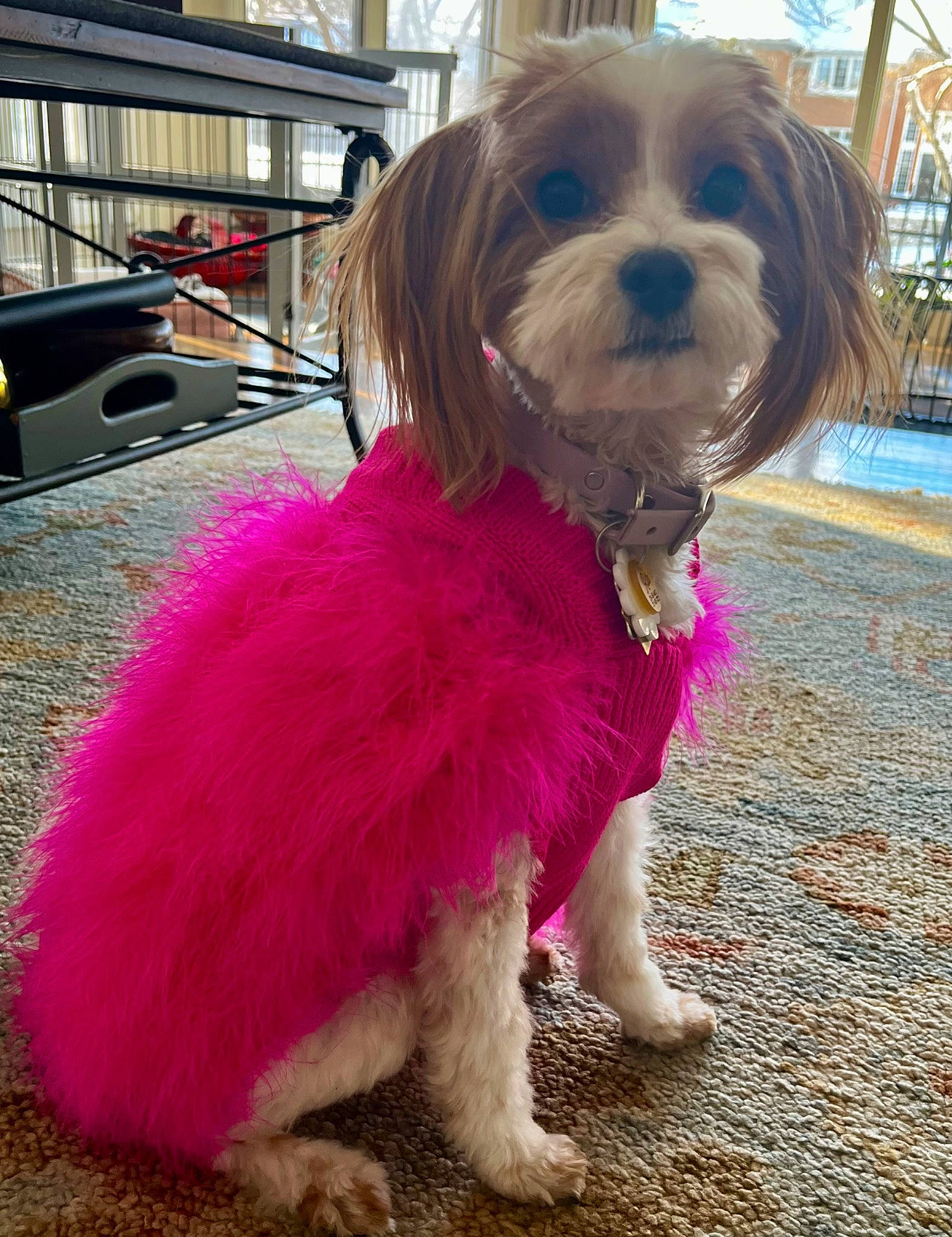 Rita is registered to the contest to win money with this photo: building, canidae, carnivore, companion_dog, dog, dog_breed, dog_clothes, dog_supply, fashion_accessory, fawn, fur, liver, magenta, pink, small_terrier, snout, sporting_group, tail, toy_dog, working_animal