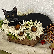 Whiskers is registered to the contest to win money with this photo: artificial_flower, bag, carnivore, cat, cup, domestic_short_haired_cat, drinkware, felidae, floral_design, flower, flower_arranging, grey, mug, petal, plant, serveware, small_to_medium_sized_cats, tableware, tail, whiskers