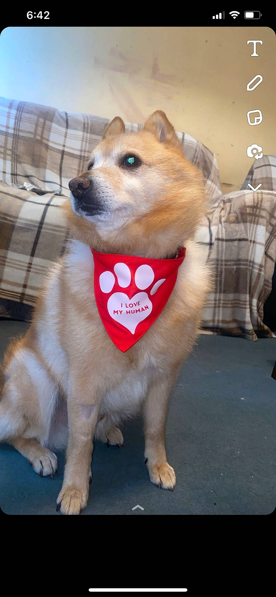 Oscar is registered to the contest to win money with this photo: carnivore, collar, companion_dog, dog, dog_breed, dog_clothes, dog_collar, dog_supply, fawn, fur, plaid, pomeranian, snout, spitz, sporting_group, tail, tartan, toy_dog, whiskers, working_animal