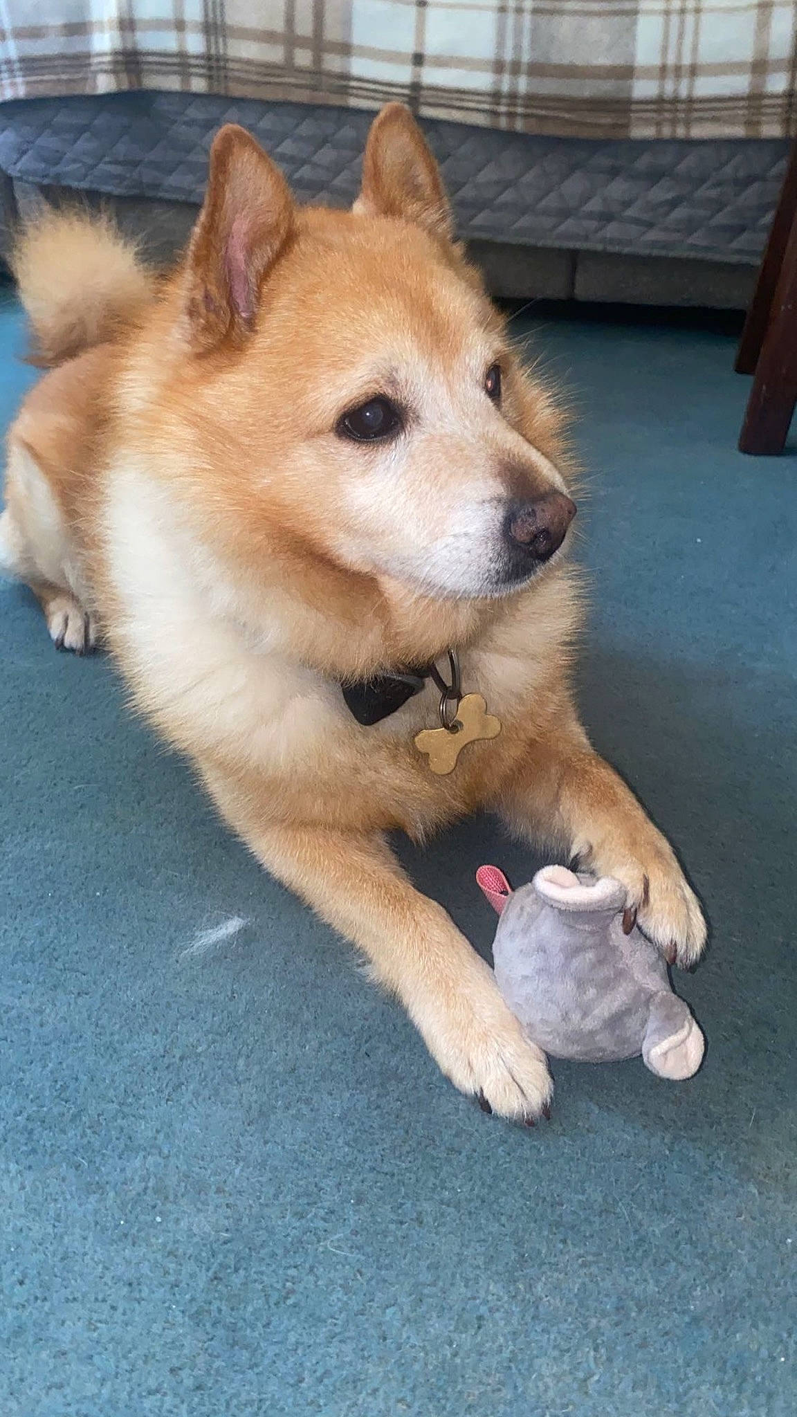 Oscar joined the competition — help win amazing prizes! ancient_dog_breeds, canidae, canis, carnivore, collar, companion_dog, dingo, dog, dog_breed, fawn, fur, non_sporting_group, road_surface, spitz, sporting_group, tail, terrestrial_animal, whiskers, working_animal, working_dog