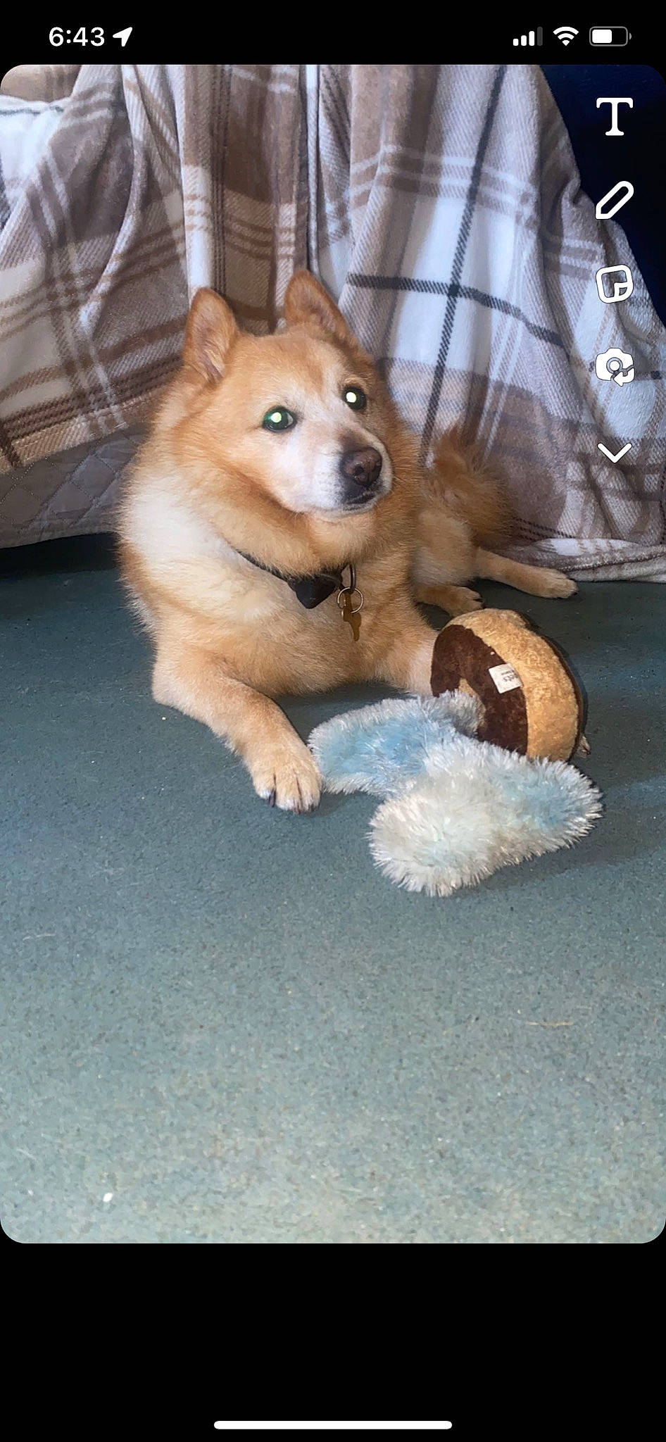 Oscar joined the competition — help win amazing prizes! ancient_dog_breeds, canidae, carnivore, companion_dog, dog, dog_breed, dog_supply, fawn, fur, mammal, non_sporting_group, paw, snout, spitz, sporting_group, tail, toy, toy_dog, whiskers, working_animal