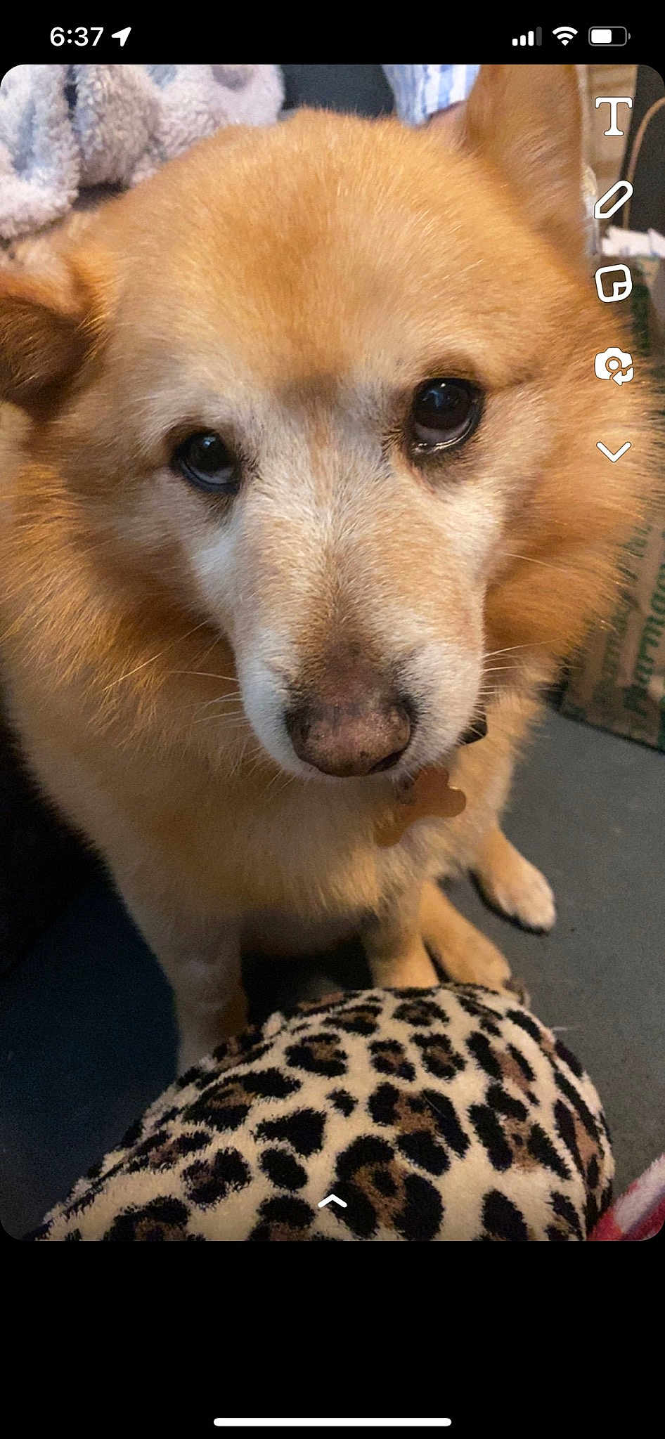 Oscar