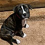 dog, puppy, brindle, white_paws, red_collar, carpet, wooden_wall, pet, sitting, looking_up, big_eyes, adorable, indoors, stairs, close_up, animal, young, paw, fur, attentive