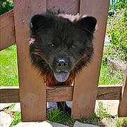 Blacky participe au concours pour gagner de l'argent avec cette photo : dog, black_dog, animal, pet, fence, wooden_fence, outdoor, grass, sunlight, nature, tongue_out, curious, playful, head, face, ears, garden, daylight, closeup, canine