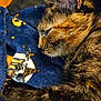 Sally joined the competition — help win amazing prizes! cat, tortoiseshell, sleeping, close_up, fur, blanket, blue_blanket, pattern, indoor, cozy, relaxed, pet, animal, whiskers, ear, paw, soft_texture, warm_lighting, resting, domestic_cat