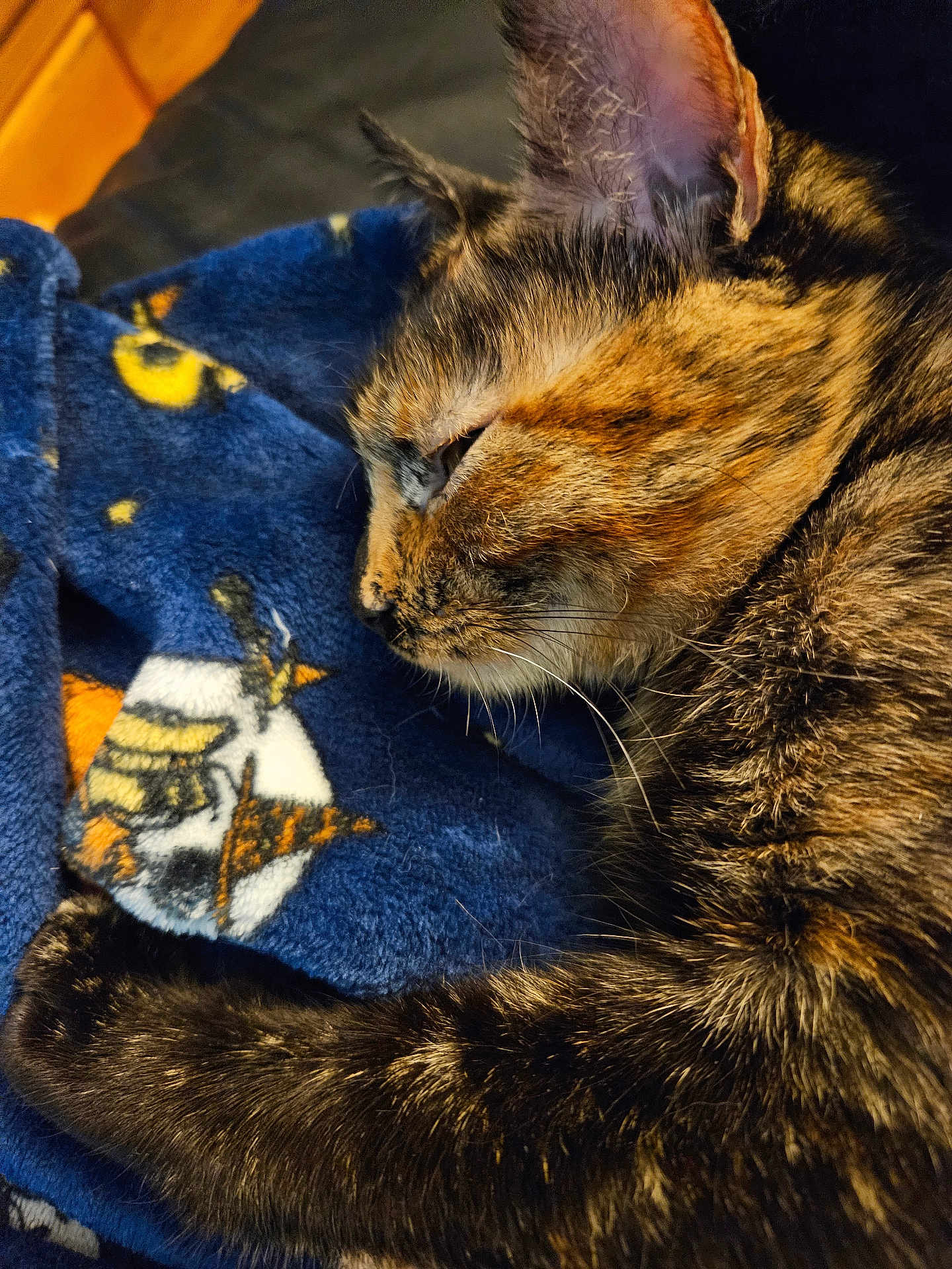 Sally joined the competition — help win amazing prizes! cat, tortoiseshell, sleeping, close_up, fur, blanket, blue_blanket, pattern, indoor, cozy, relaxed, pet, animal, whiskers, ear, paw, soft_texture, warm_lighting, resting, domestic_cat