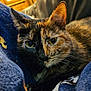 Sally joined the competition — help win amazing prizes! cat, tortoiseshell, close_up, pet, animal, feline, fur, eyes, blanket, cozy, indoor, couch, relaxed, resting, warm, wooden_cabinet, soft_light, portrait, cute, domestic