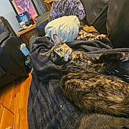 Sally is registered to the contest to win money with this photo: cat, tortoiseshell, couch, blanket, indoor, furniture, wood_floor, side_table, poster, curious, pet, relaxed, cozy, living_room, domestic, animal, ears, eyes, fur, collar