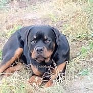Sammy is registered to the contest to win money with this photo: animal, black, brown, calm, canine, dog, eyes, face, field, fur, grass, ground, laying, mammal, nature, outdoor, pet, portrait, rottweiler, weed