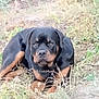 animal, black, brown, calm, canine, dog, eyes, face, field, fur, grass, ground, laying, mammal, nature, outdoor, pet, portrait, rottweiler, weed