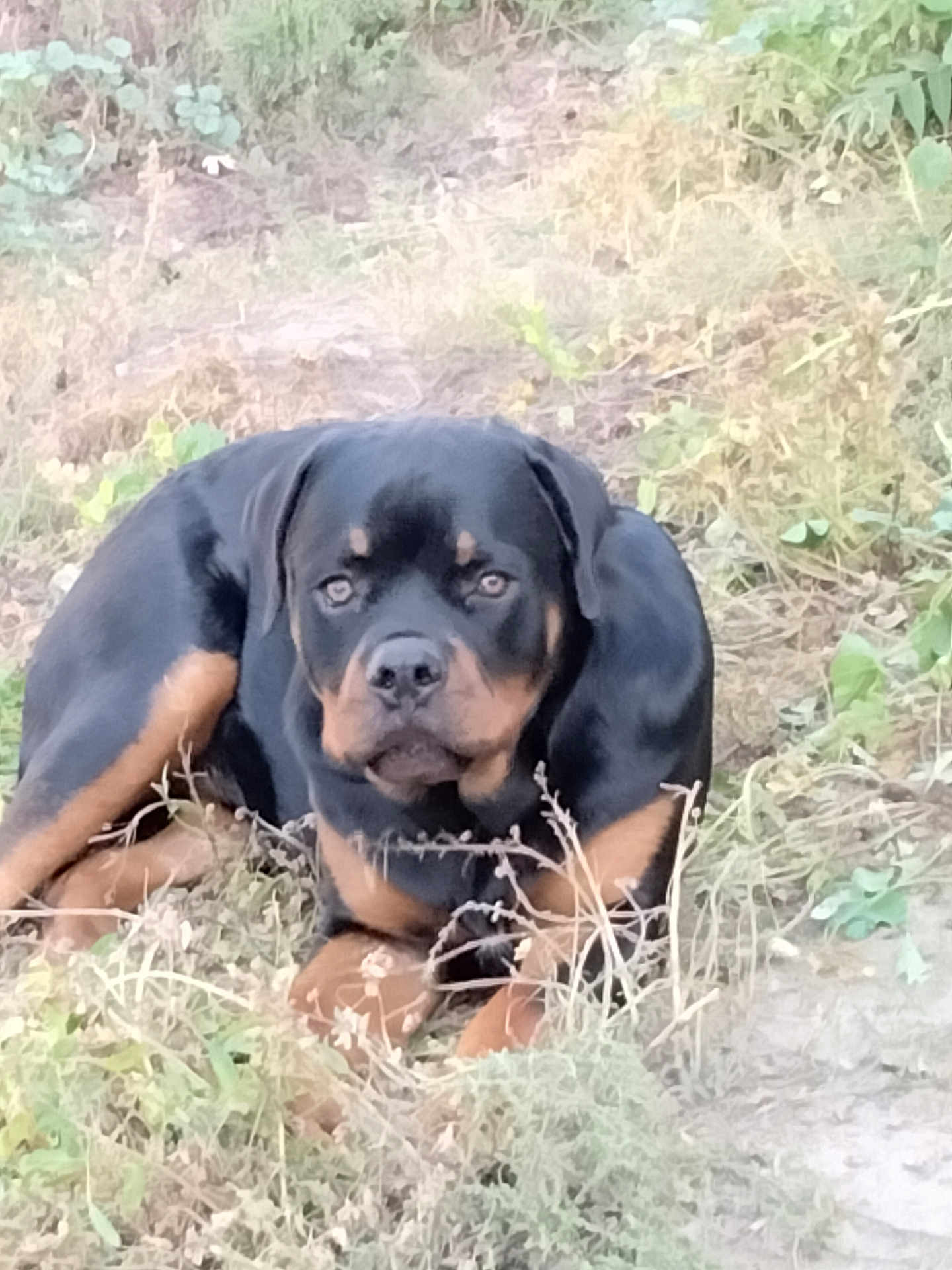 Sammy