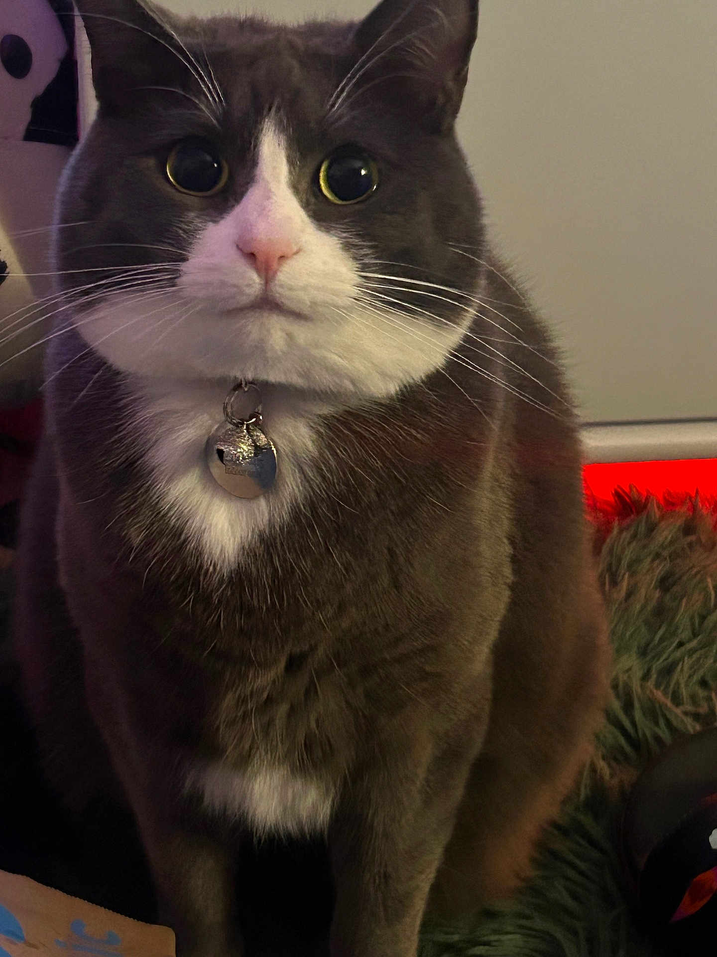 Tabitha
