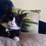 Tabitha is registered to the contest to win money with this photo: bell, cat, closeup, collar, comfort, cushion, domestic_animal, ears, face, feline, fur, furniture, home, indoor, paw, pet, pillow, relaxed, tuxedo_cat, whiskers