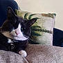 bell, cat, closeup, collar, comfort, cushion, domestic_animal, ears, face, feline, fur, furniture, home, indoor, paw, pet, pillow, relaxed, tuxedo_cat, whiskers