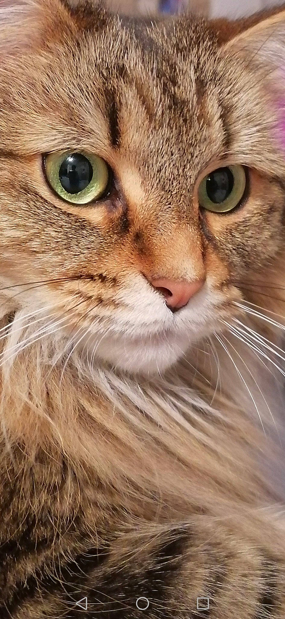 Moly participe au concours pour gagner de l'argent avec cette photo : carnivore, cat, close_up, domestic_short_haired_cat, felidae, fur, grass, hair, iris, maine_coon, photography, small_to_medium_sized_cats, snout, terrestrial_animal, whiskers