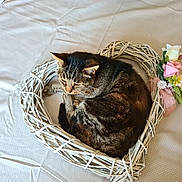 Maestro participe au concours pour gagner de l'argent avec cette photo : cat, tabby_cat, wicker_wreath, heart_shape, flowers, pink_rose, white_rose, green_leaves, bedspread, resting, curled_up, sleeping, indoor, cozy, pet, animal, cute, feline, soft_texture, peaceful