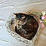cat, tabby_cat, wicker_wreath, heart_shape, flowers, pink_rose, white_rose, green_leaves, bedspread, resting, curled_up, sleeping, indoor, cozy, pet, animal, cute, feline, soft_texture, peaceful