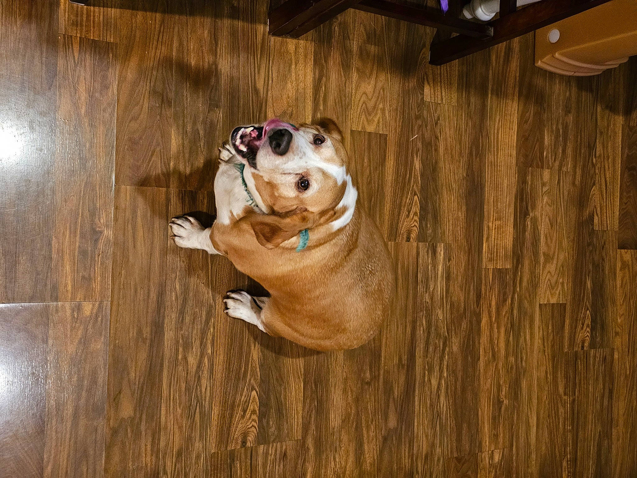 Fern is registered to the contest to win money with this photo: brown, carnivore, companion_dog, dog, dog_breed, fawn, felidae, floor, flooring, hardwood, plywood, snout, sporting_group, tail, terrestrial_animal, varnish, whiskers, wood, wood_stain, working_animal