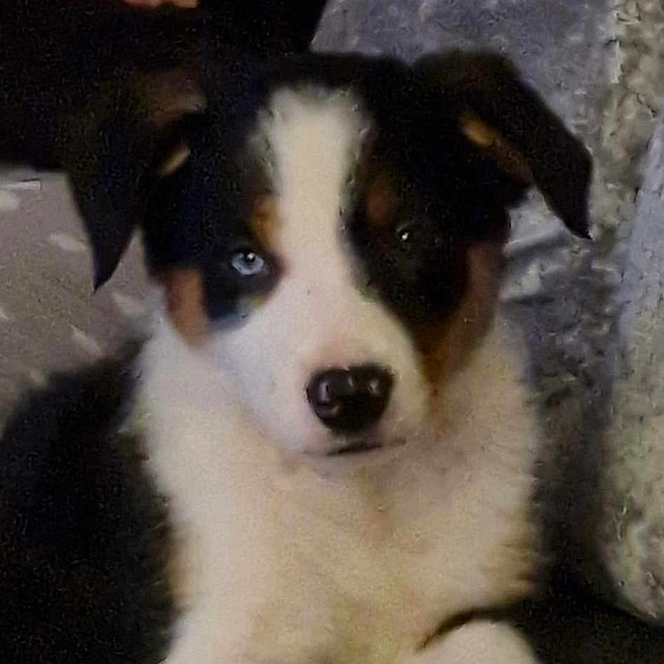 Gypsy joined the competition — help win amazing prizes! ancient_dog_breeds, art, carnivore, companion_dog, dog, dog_breed, door, font, herding_dog, photo_caption, working_animal, working_dog