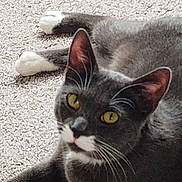 Echo is registered to the contest to win money with this photo: cat, gray_cat, white_paws, yellow_eyes, whiskers, carpet, indoor, pet, feline, mammal, curious, relaxed, closeup, animal, laying_down, ears, face, fur, domestic_cat