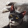 cat, gray_cat, white_paws, yellow_eyes, whiskers, carpet, indoor, pet, feline, mammal, curious, relaxed, closeup, animal, laying_down, ears, face, fur, domestic_cat