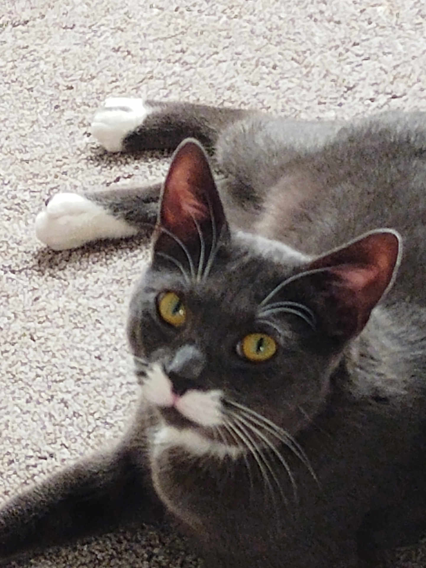 Echo is registered to the contest to win money with this photo: cat, gray_cat, white_paws, yellow_eyes, whiskers, carpet, indoor, pet, feline, mammal, curious, relaxed, closeup, animal, laying_down, ears, face, fur, domestic_cat