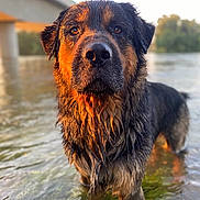 The Duke joined the competition — help win amazing prizes! dog, wet, water, bridge, outdoor, animal, canine, river, sunlight, nature, portrait, fur, brown, black, eyes, focused, standing, reflection, daylight, scenery