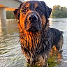 dog, wet, water, bridge, outdoor, animal, canine, river, sunlight, nature, portrait, fur, brown, black, eyes, focused, standing, reflection, daylight, scenery