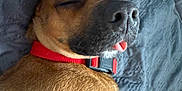 Api participe au concours pour gagner de l'argent avec cette photo : dog, sleeping, tongue_out, red_collar, collar, bed, blanket, fur, nose, muzzle, close_up, pet, domestic_animal, cozy, relaxed, eyes_closed, portrait, whiskers, brown_fur, cute