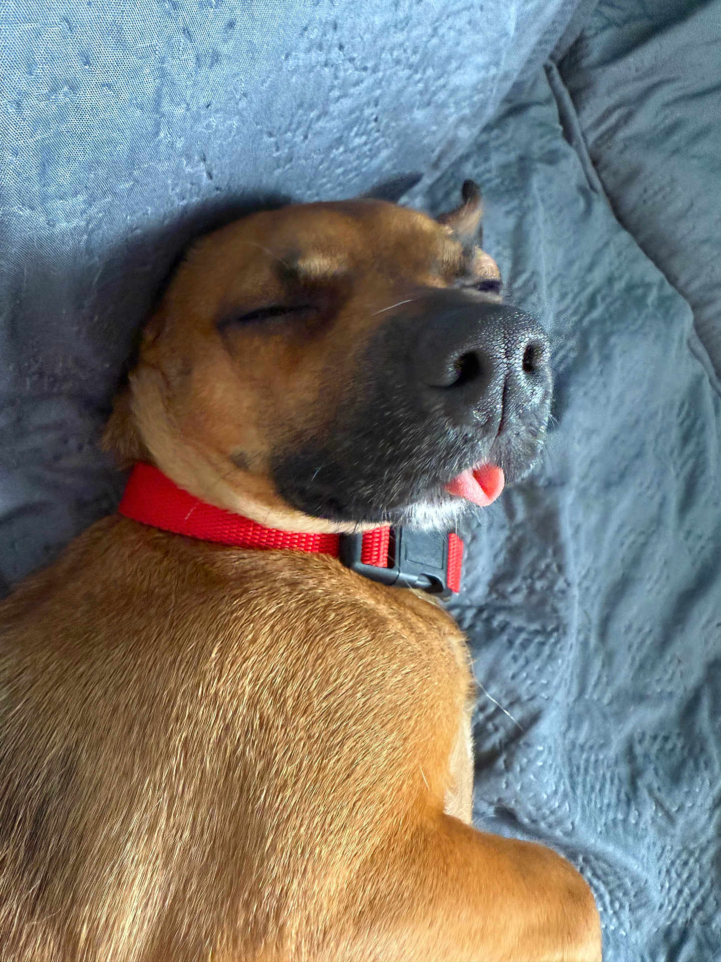 Api participe au concours pour gagner de l'argent avec cette photo : dog, sleeping, tongue_out, red_collar, collar, bed, blanket, fur, nose, muzzle, close_up, pet, domestic_animal, cozy, relaxed, eyes_closed, portrait, whiskers, brown_fur, cute