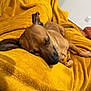 Api a rejoint le concours — aidez-le/la à gagner de superbes lots ! dog, puppy, sleeping, blanket, yellow_blanket, cozy, nap, indoor, pet, fur, ear, nose, paw, muzzle, sofa, close_up, relaxed, home, textile, brown_coat