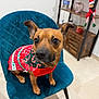 dog, pet, chair, teal_chair, sweater, christmas_sweater, holiday, elf_doll, wooden_shelf, indoor, floor, cute, portrait, close_up, big_eyes, brown_fur, nose, paws, decor, living_room