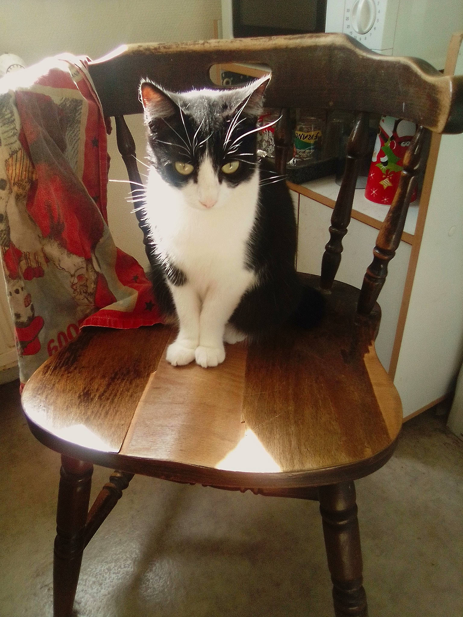 Julie participe au concours pour gagner de l'argent avec cette photo : carnivore, cat, chair, domestic_short_haired_cat, felidae, fur, furniture, kitten, small_to_medium_sized_cats, table, whiskers, wood