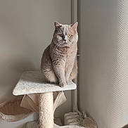 Winnie participe au concours pour gagner de l'argent avec cette photo : amber_eyes, animal, beige, calm, cat, cat_tree, cozy, cute, domestic, feline, fur, home, indoor, looking, neutral_background, pet, resting, sitting, soft_lighting, whiskers