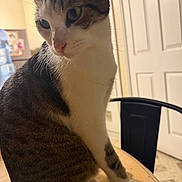 Casper joined the competition — help win amazing prizes! cat, tabby, white_fur, pet, animal, sitting, portrait, close_up, whiskers, ears, eyes, nose, paws, striped_fur, indoor, table, chair, door, home, curious