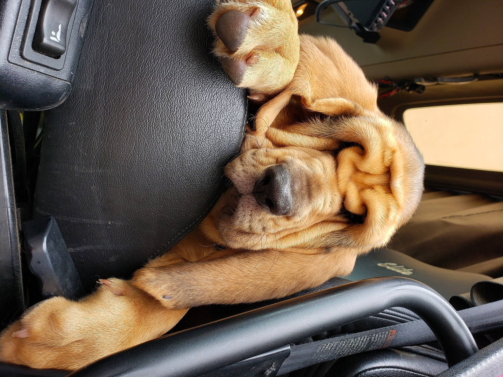 Silas is registered to the contest to win money with this photo: auto_part, automotive_design, automotive_exterior, automotive_mirror, car, car_seat, car_seat_cover, carnivore, companion_dog, dog, dog_breed, family_car, fawn, luxury_vehicle, motor_vehicle, snout, sporting_group, steering_wheel, vehicle, vehicle_door