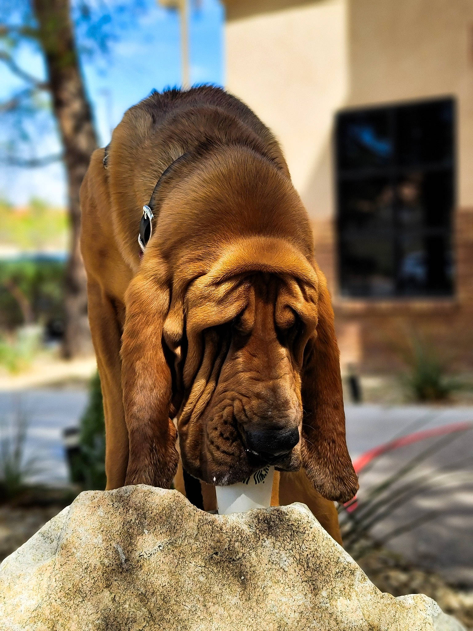 Silas joined the competition — help win amazing prizes! biting, canidae, carnivore, collar, comfort, companion_dog, dog, dog_breed, dog_collar, fawn, liver, non_sporting_group, plant, snout, sporting_group, terrestrial_animal, tree, water, working_dog, wrinkle