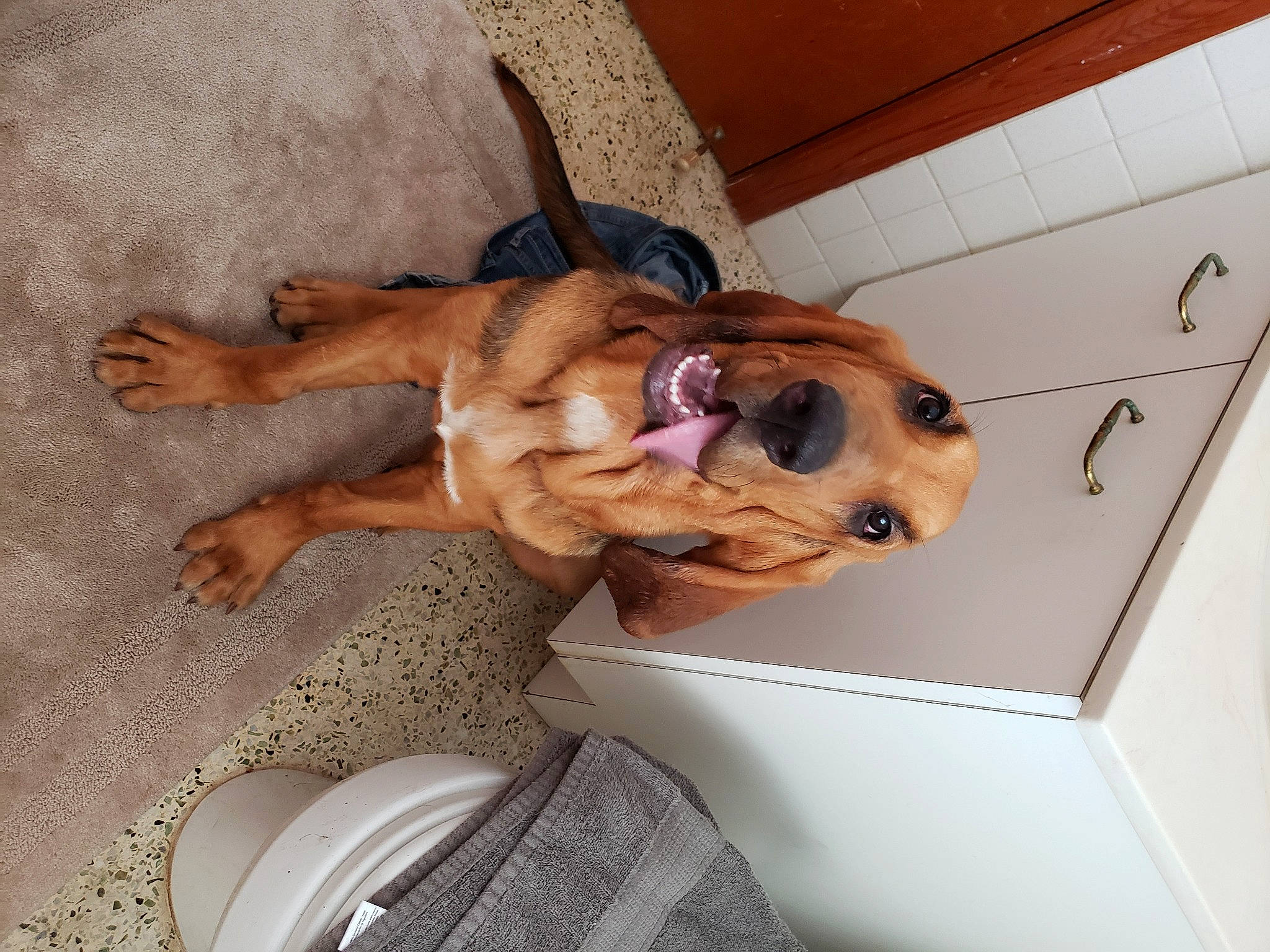 Silas joined the competition — help win amazing prizes! canidae, carnivore, comfort, companion_dog, dog, dog_breed, dog_supply, fawn, flooring, hardwood, liver, mechanical_fan, non_sporting_group, paw, pet_supply, snout, sporting_group, tail, wood, working_animal