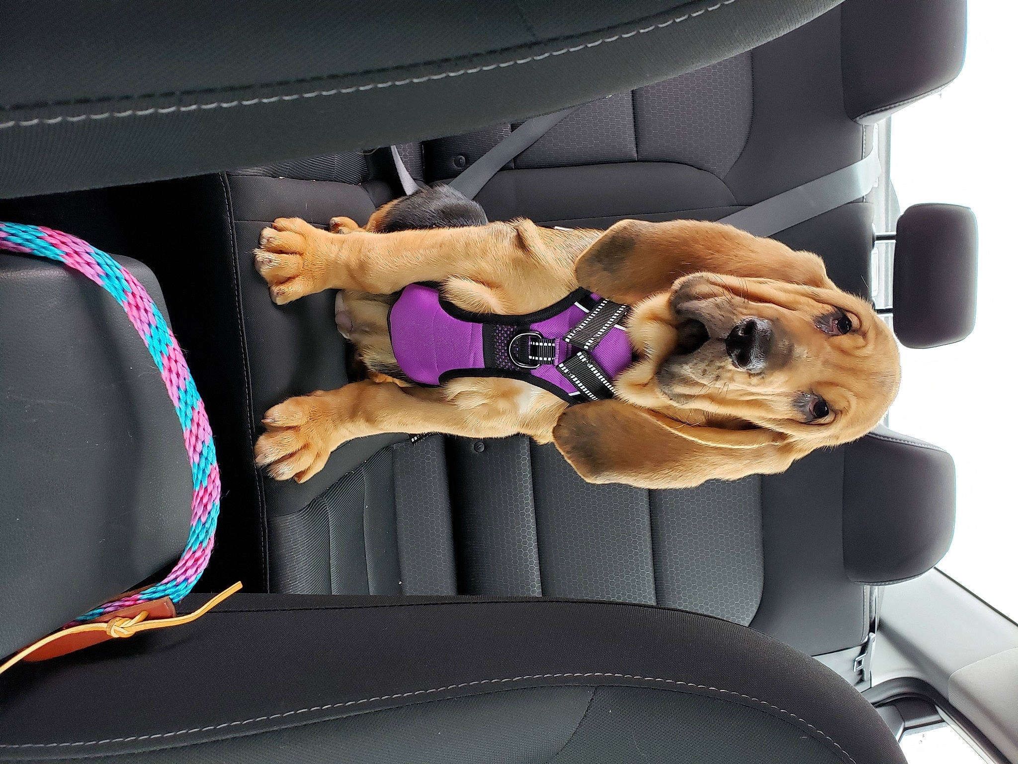 Silas joined the competition — help win amazing prizes! action_figure, automotive_design, car_seat, carnivore, chest, dog, dress, electric_blue, eyewear, human_leg, knee, motor_vehicle, muscle, sportswear, steering_wheel, sunglasses, thigh, toy, vehicle_door, vertebrate