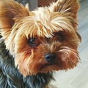 Orion participe au concours pour gagner de l'argent avec cette photo : black, brown, camera, closeup, dog, ears, eyes, face, floor, fluffy, indoor, long_hair, nose, pet, portrait, puppy, small_dog, tan, wooden_background, yorkshire_terrier