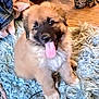 animal, baby, ball, bodypart, canine, dog, face, head, indoors, interiordesign, mouth, person, pet, photography, portrait, puppy, sport, tennis, tennisball, tongue